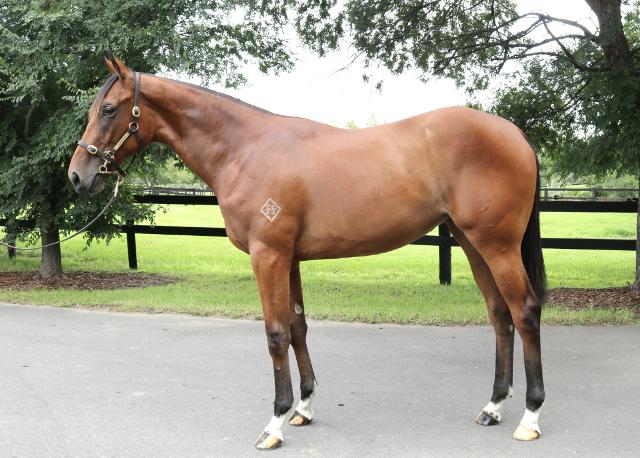 Acrobat /Keeping Score Filly