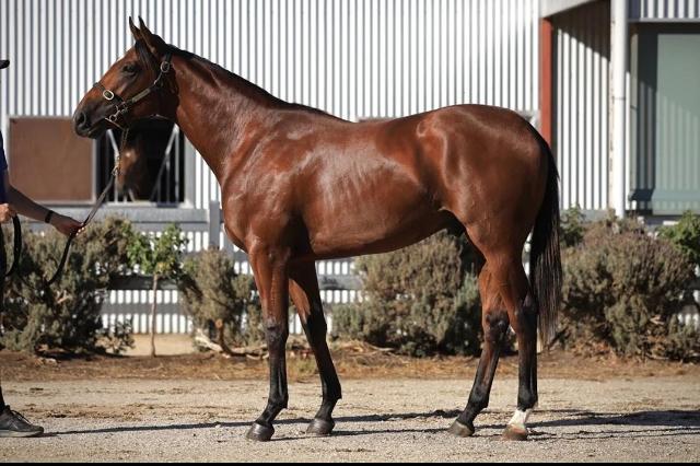 Tiger of Malay / Chandana