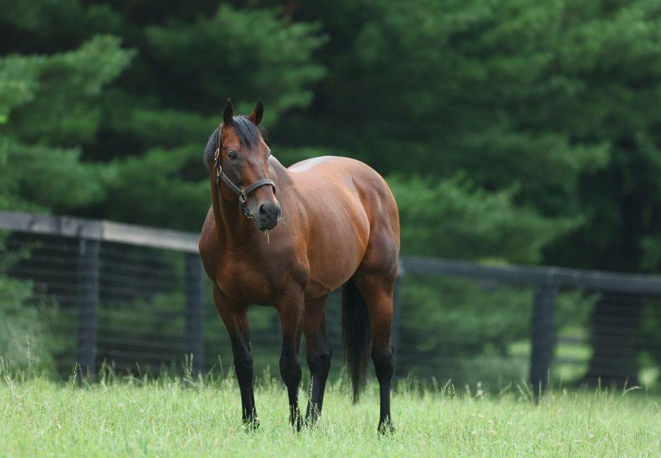 American Pharoah Colt Tops Buoyant Gold Coast 2YO Sale