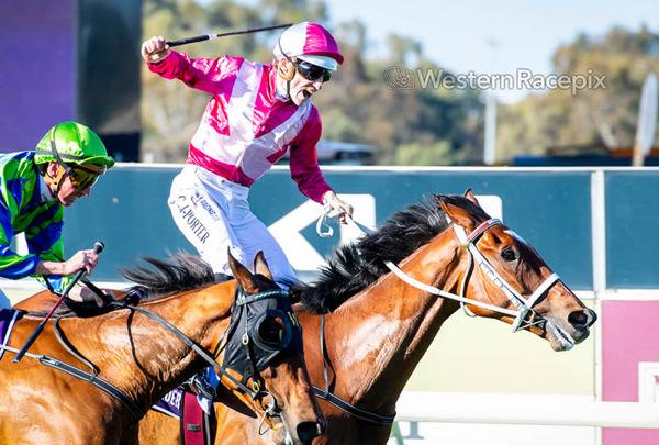 New G1 Winner for Maurice - Cosmic Crusader Wins G1 Northerly