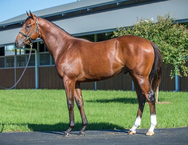 Bittersweet moment for Clarken as Yasuke makes smart debut