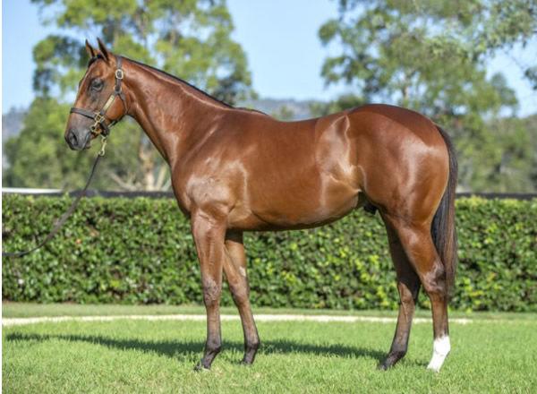 Million Dollar Colts Battle at Randwick