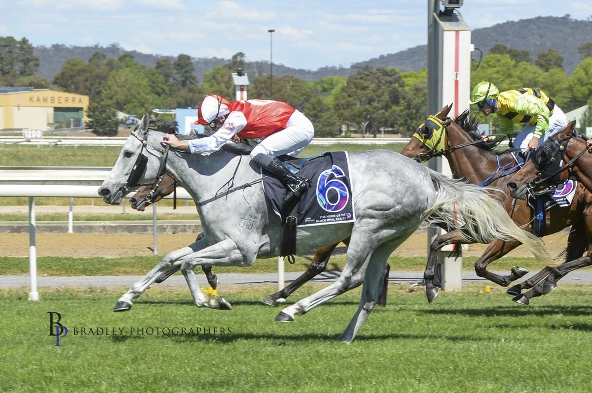 Ziggy Showcases Staying Potential With Canberra Win