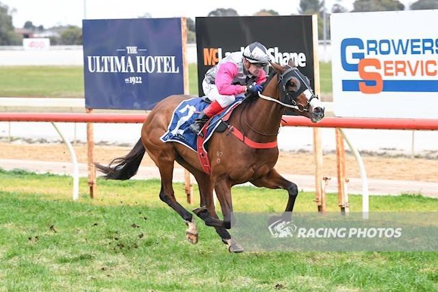 Picky a Stayer on the Rise - 29th July 2025