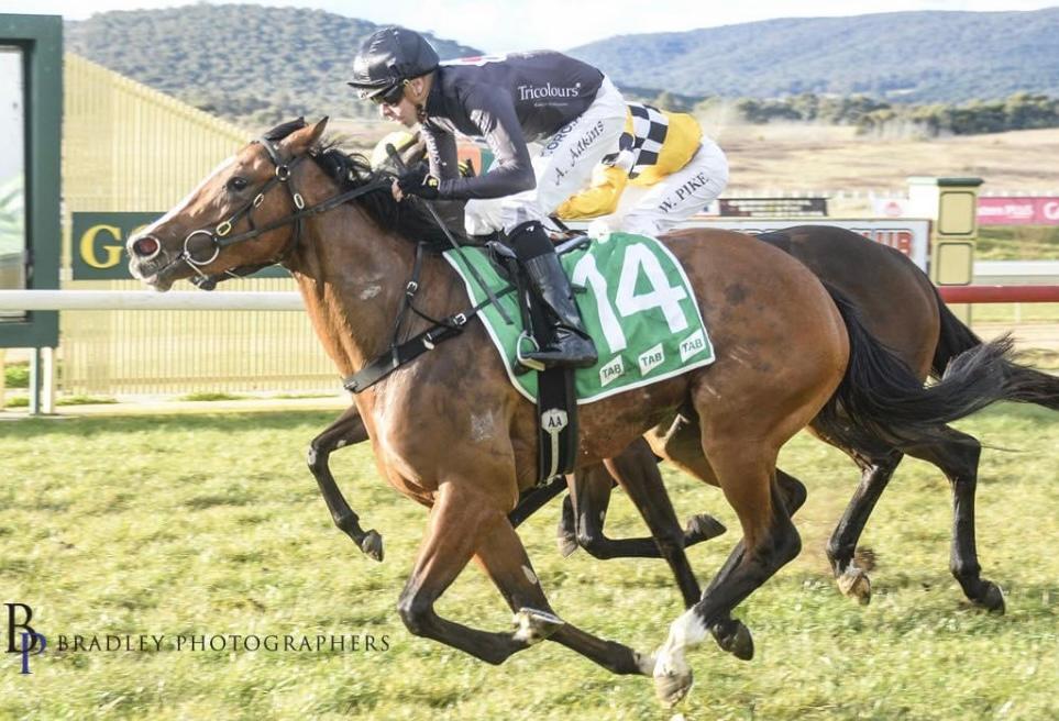 Ningaloo Star - WINS at Newcastle !