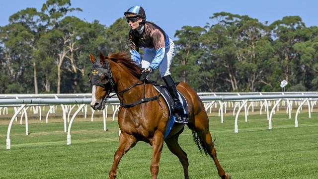 Travers' blue bloods ready to shine at Gundagai