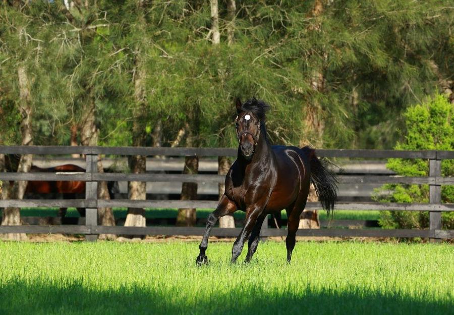49 Stakes Winners for So You Think