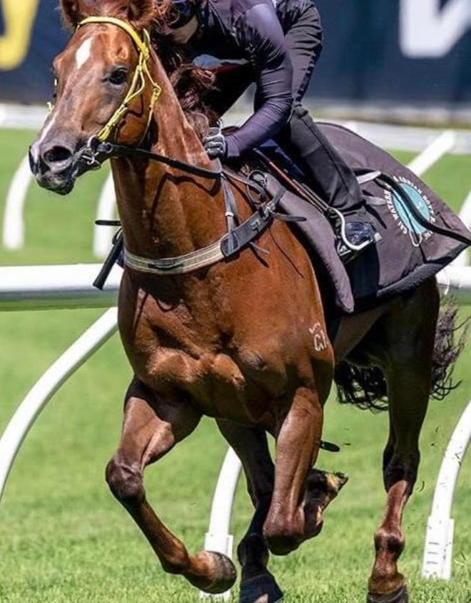 2 YO The Novelist on track for Magic Millions after stunning debut win !