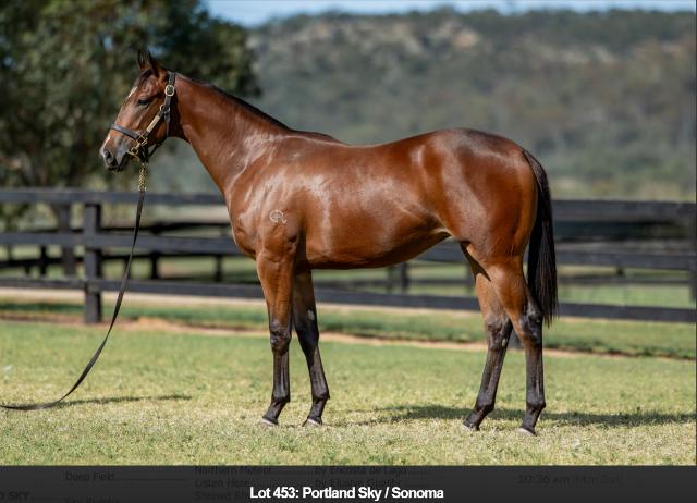 PORTLAND SKY  / SONOMA FILLY