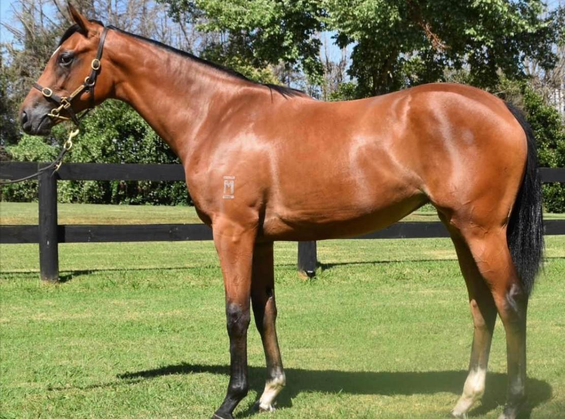 TICKS EVERY BOX TO BE AN OAKS FILLY - AND SHARES ARE AVAILABLE NOW !