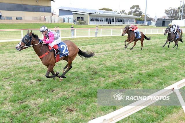 Picky a Stayer on the Rise - 29th July 2025