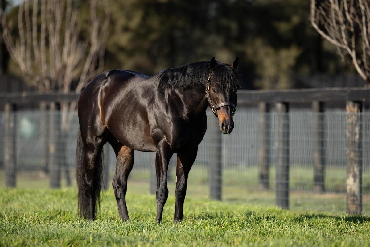 (homepage) (royal-meeting) First Hong Kong Winner for Royal Meeting