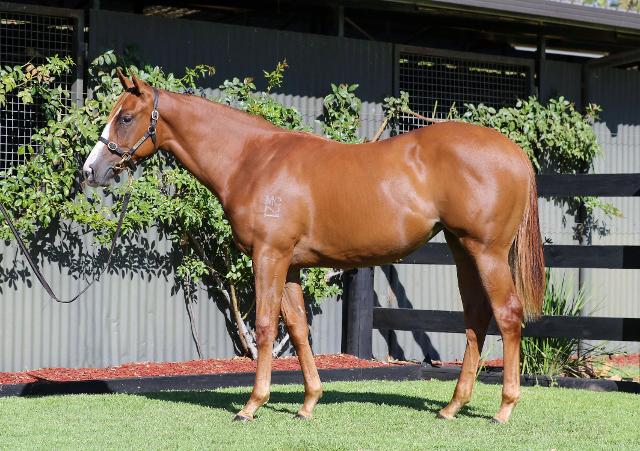 Avatar-HorsesAvailable