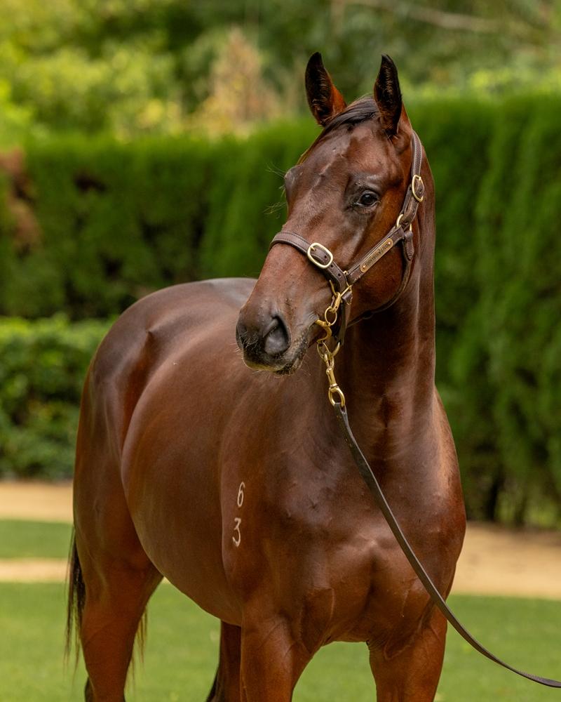 Something For Everyone From Magic Millions National Yearling Sale