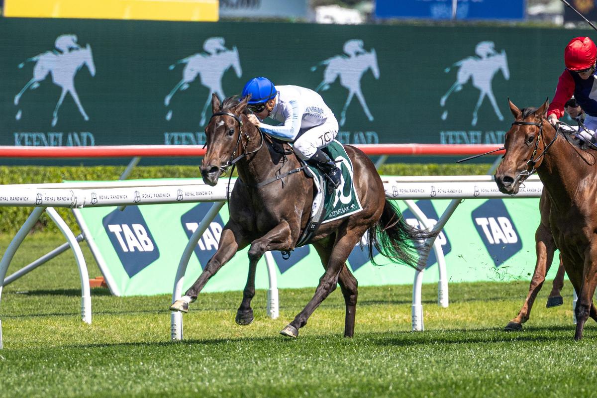 (Stable Spotlight) RSVP: Yearling Parade At Evergreen Stud - Sunday 22nd February