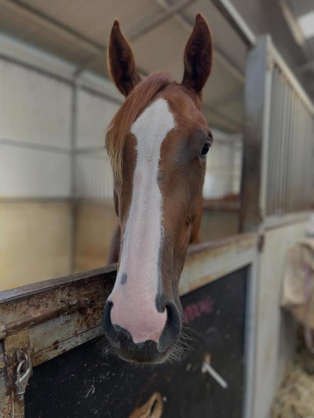 Happy Retirement Buddong