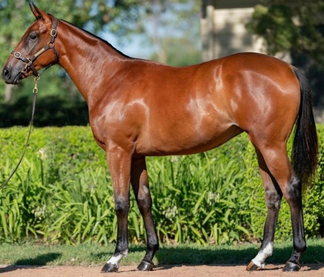 SHARES AVAILABLE - 3/4 SISTER TO OUR TOUGH MARE THREEOOD !