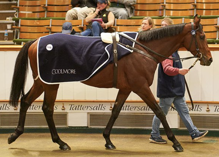Two Proper FRANKEL Colts - Tattersalls Autumn Horses In Training Sale Day 2