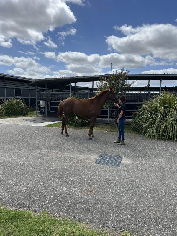 Avatar-HorsesAvailable