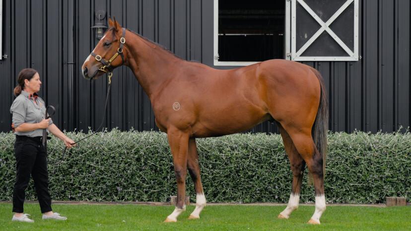 $30K Gem: Contributer Gelding Purchased From NZ Ready To Run Sale