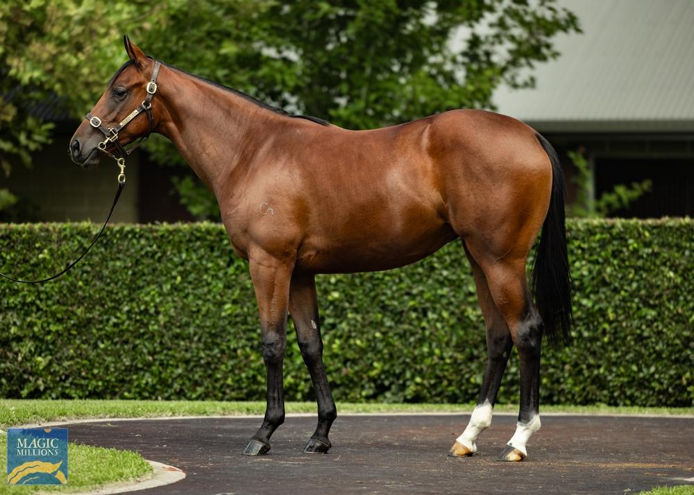 Contributer Filly Snapped Up At Magic Millions Adelaide