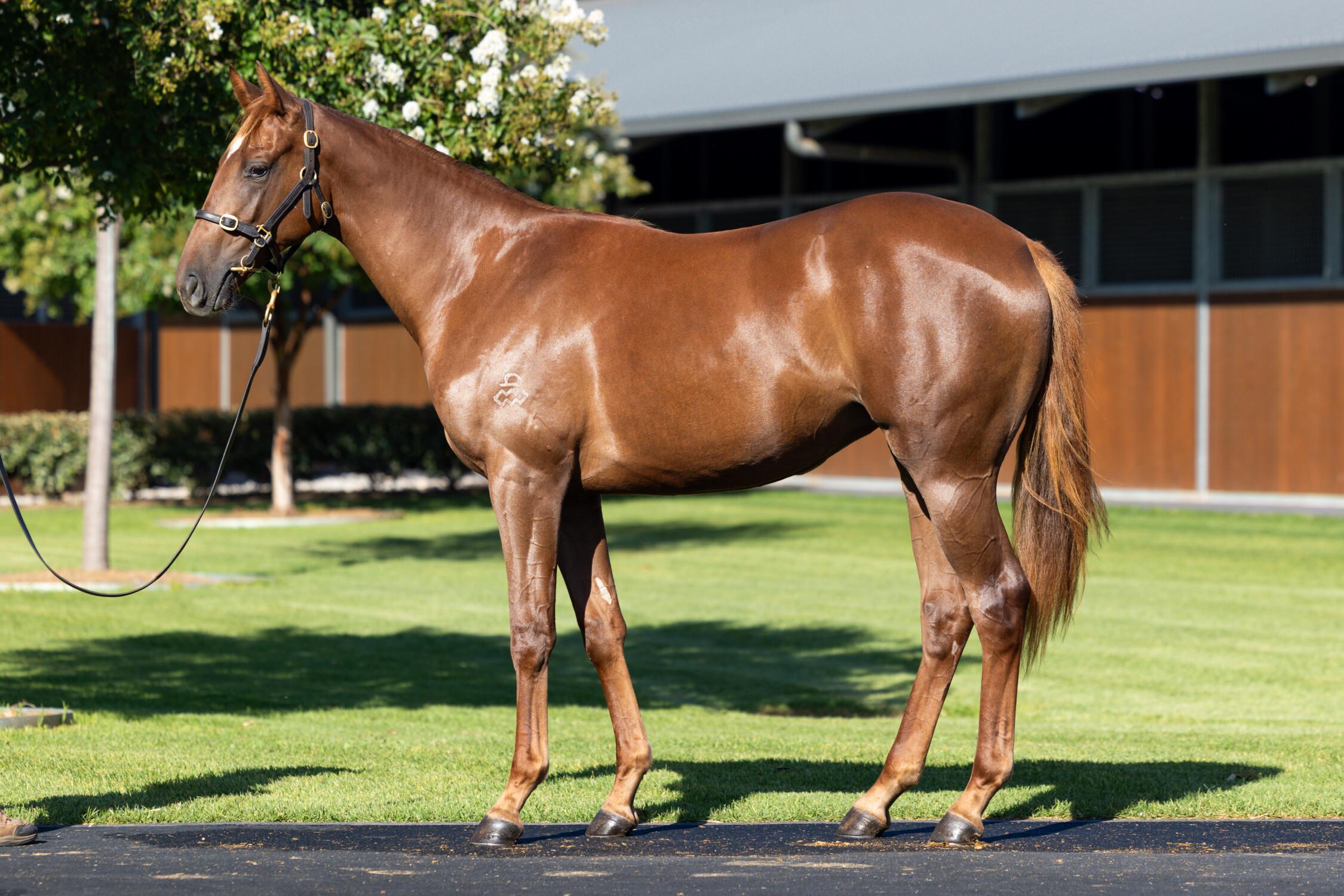 Admire Mars / Blue Charm '24