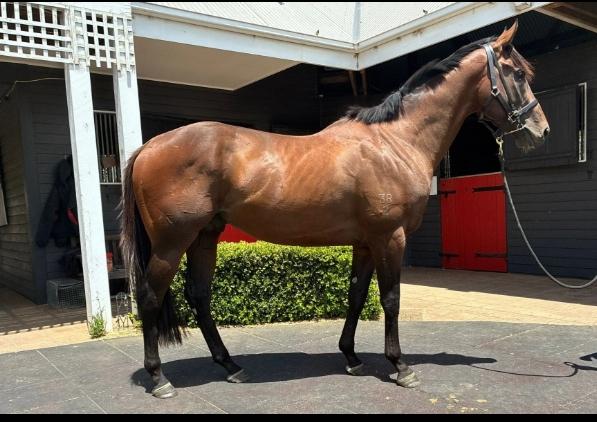 Avatar-HorsesAvailable