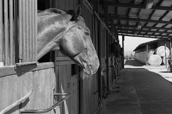 AdobeStock_93099096+BW.jpg