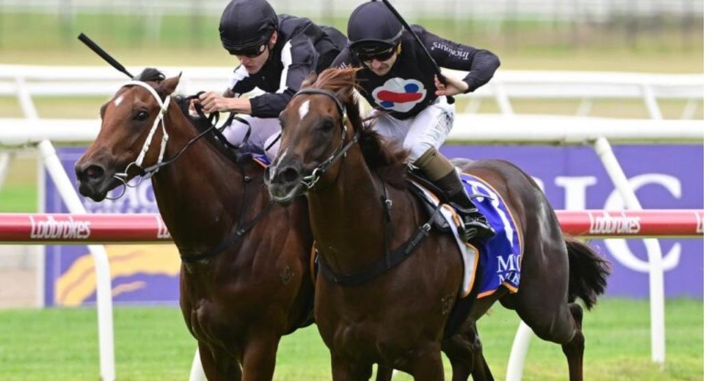The Novelist writes his way into the Magic Millions field !