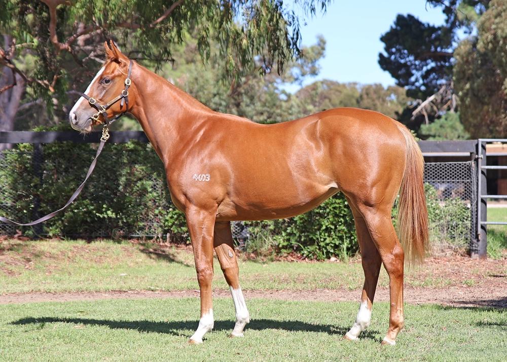 Hanseatic / Flashy Czarina '24