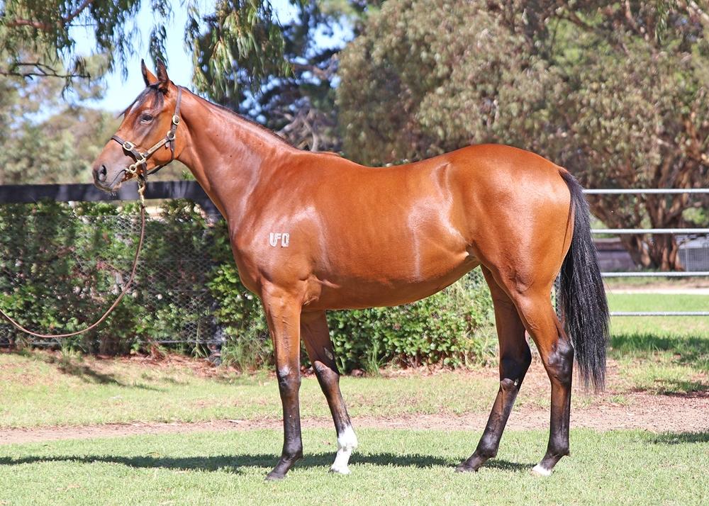 King's Legacy / Eagles Destiny '24