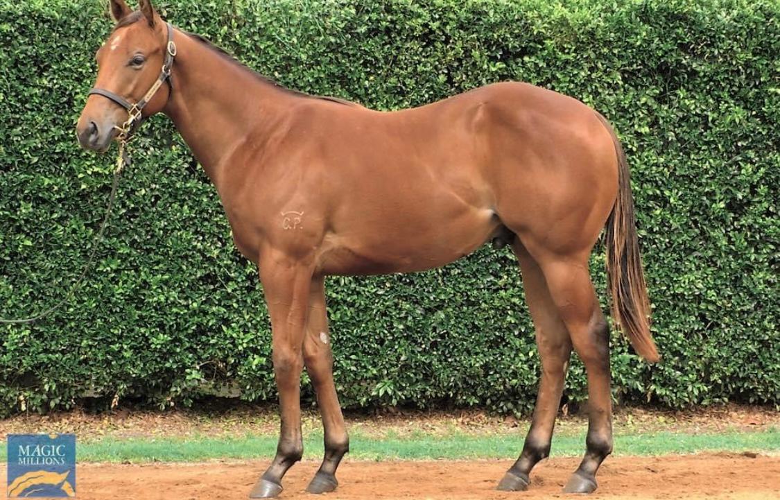 Magic Millions: Shares Available SOON in this cracking Brutal colt