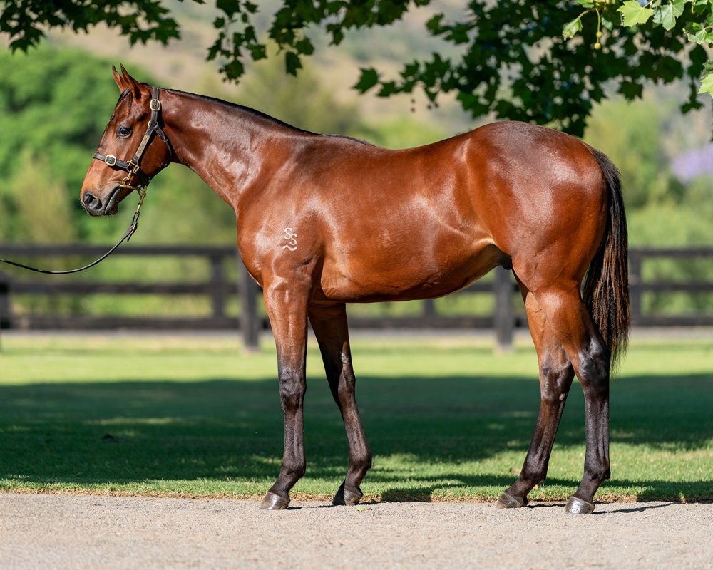 After Match One to Watch At Hawkesbury