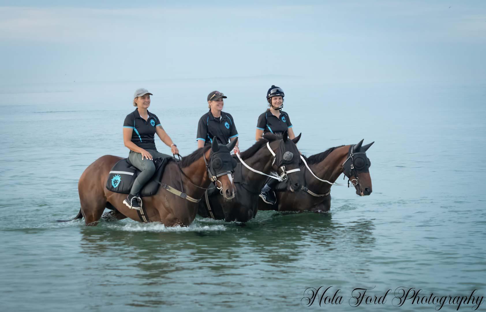 Horses Available