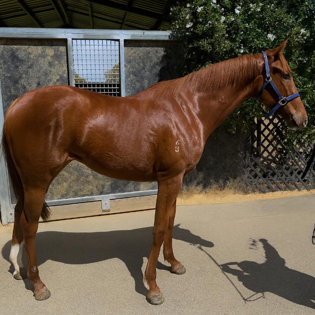 horse image