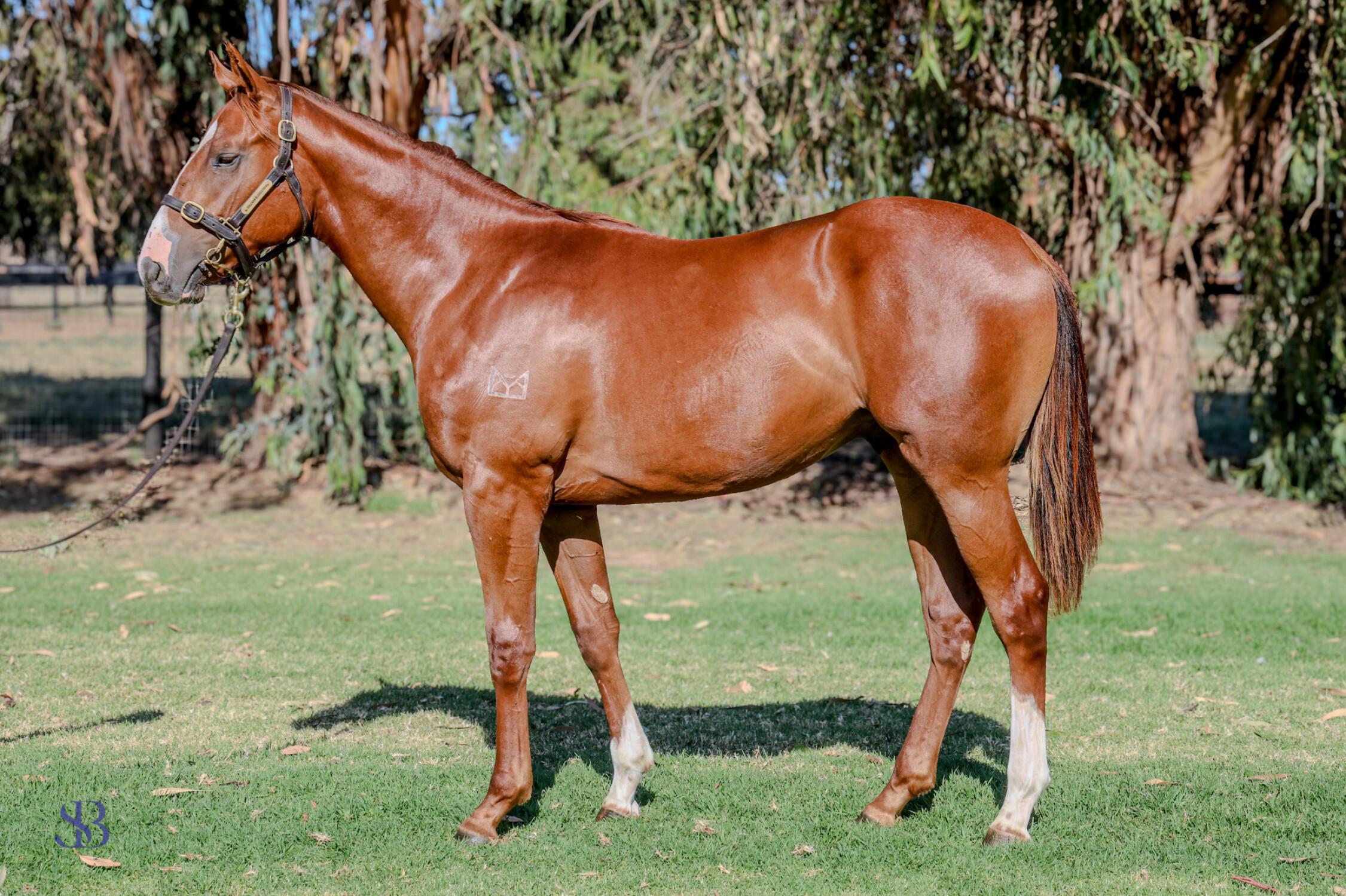 Fitzsimmons Racing Acquires Promising Yearlings at 2025 Inglis Classic Sale