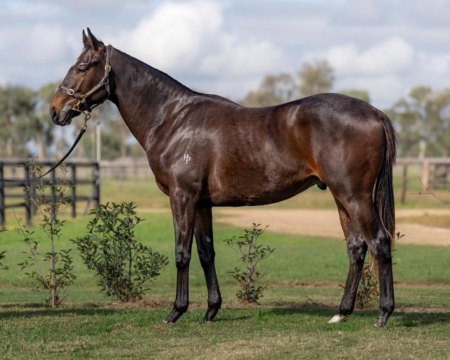 horse image