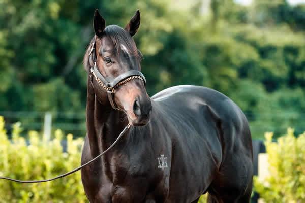 First Winner a Stakes-Winner for Pierata