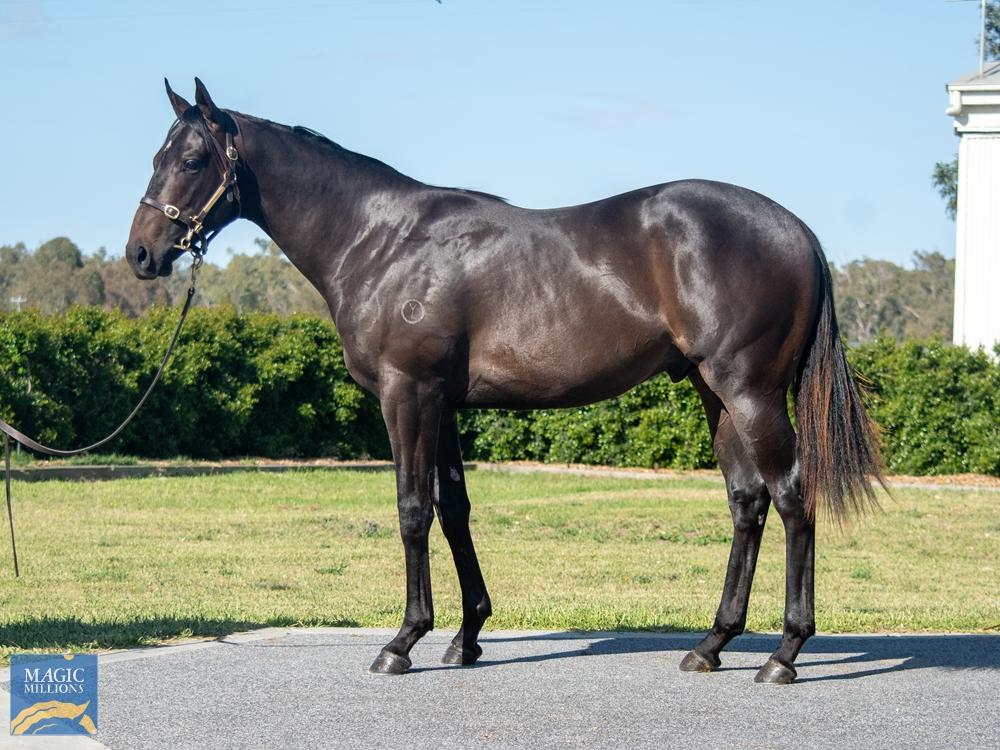 Snitzel Colt Snapped Up At Magic Millions