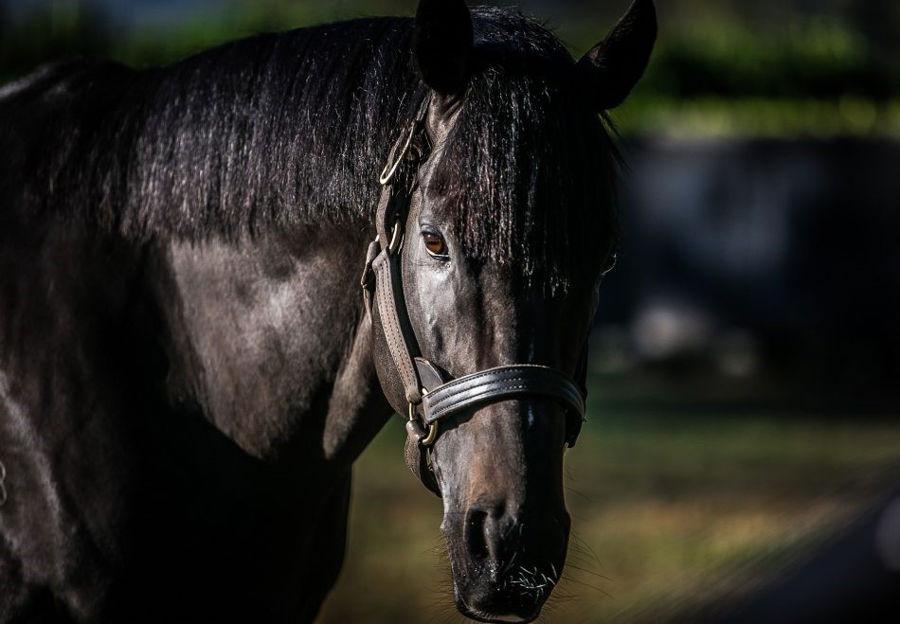 50th Stakes winner for So You Think