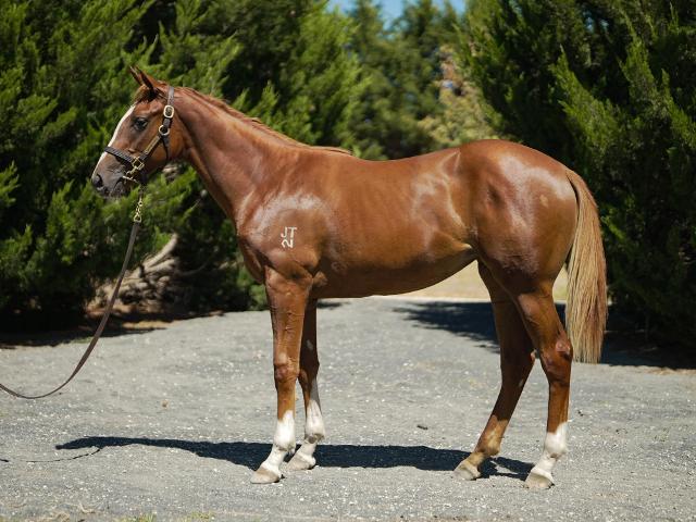 Avatar-HorsesAvailable