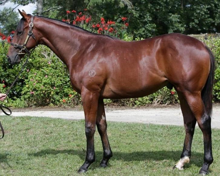 WHAT A WEAPON OF A COLT ! SHARES AVAILABLE NOW