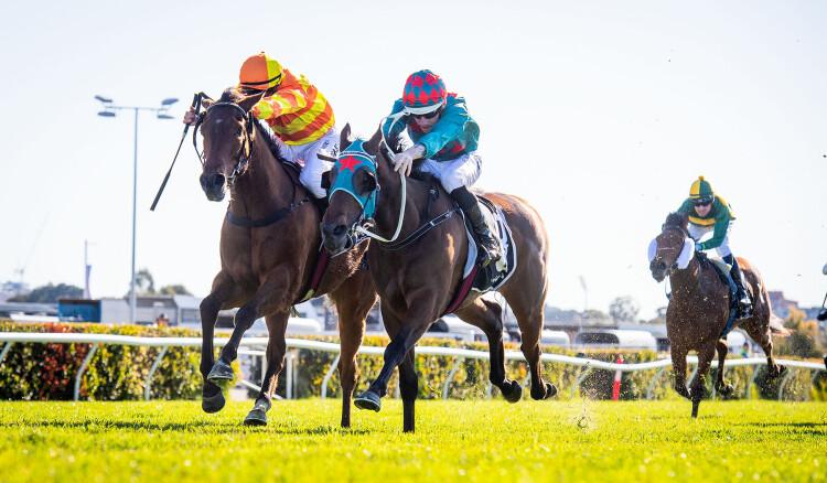 (homepage) (fierce-impact) Fierce Impact filly Fine Star impresses at Belmont, now set for the Group 3 Champion Fillies Stakes