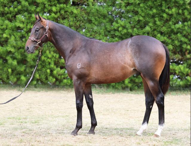 Sword of State / Lady Rain Colt