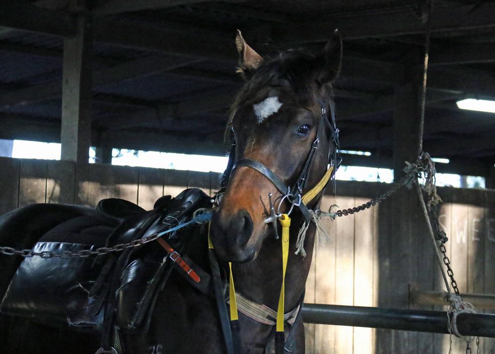 Picture of the author