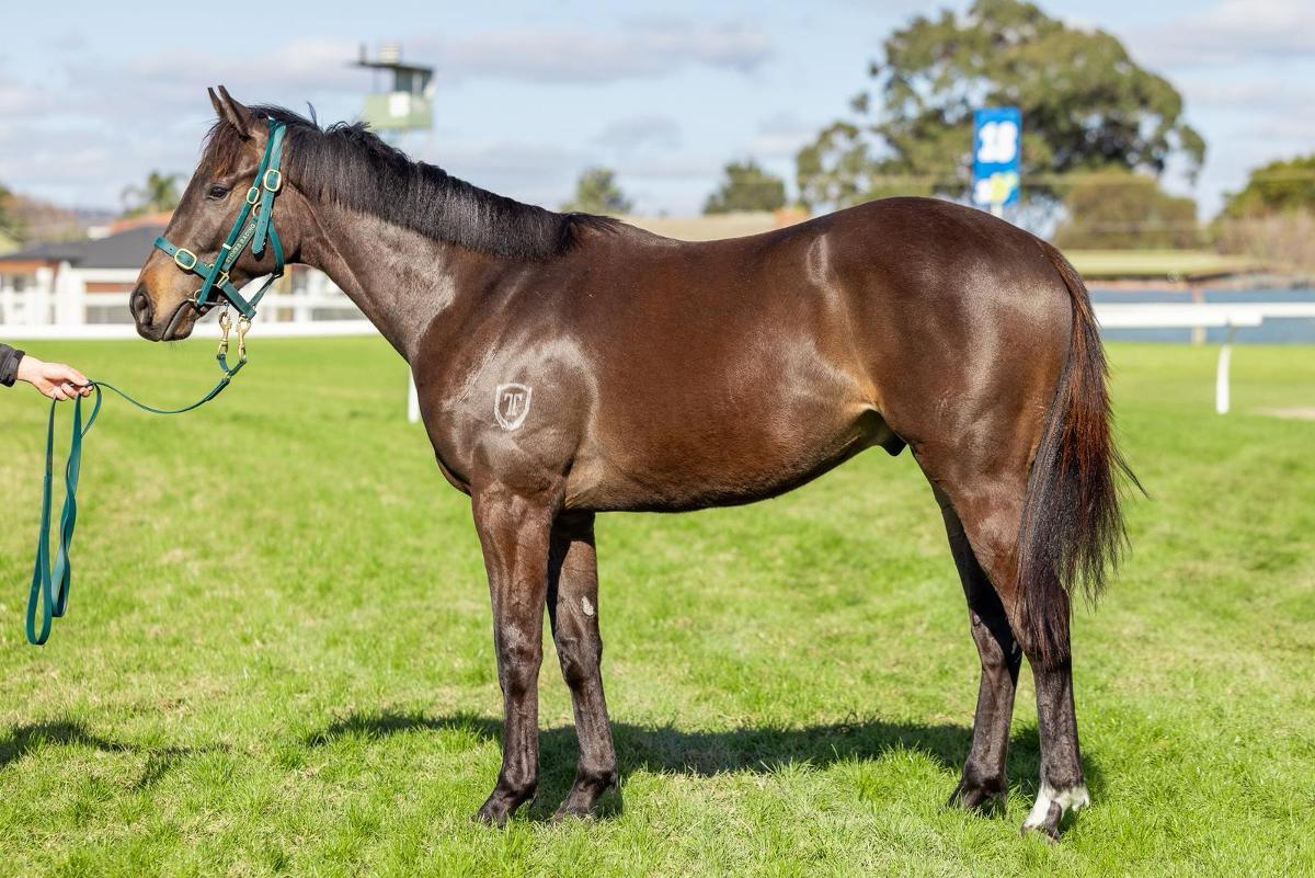 horse image