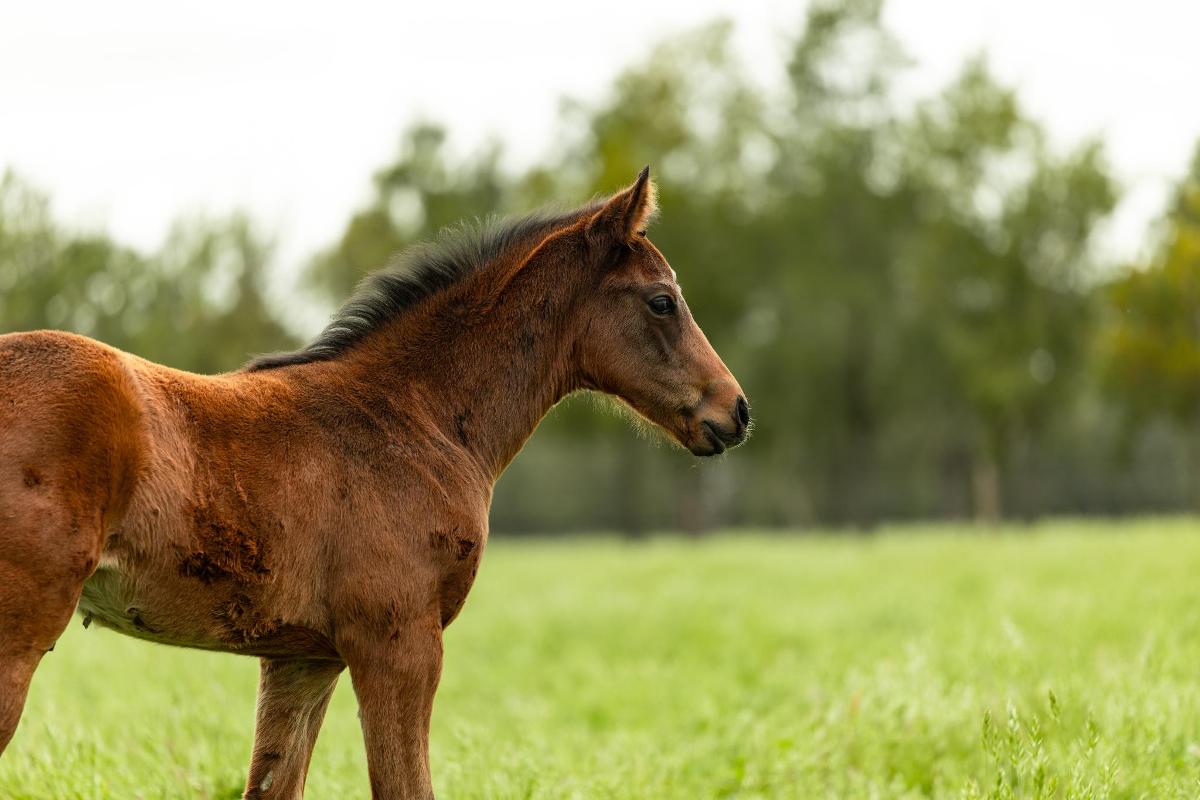 (homepage) (royal-meeting) RIPPING Royal Meeting foals