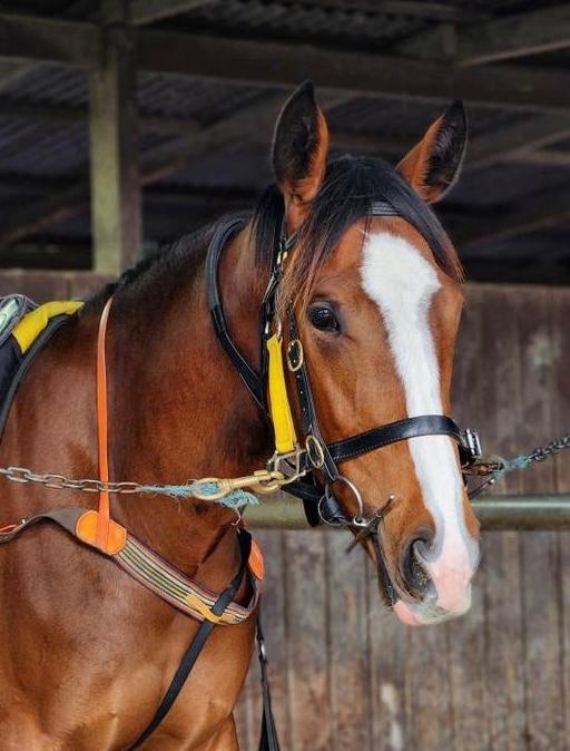 Picture of the author