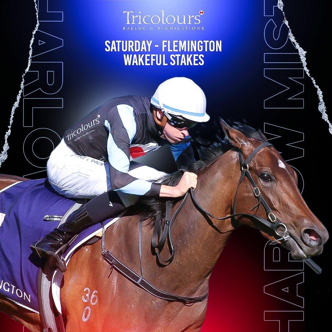 HARLOW MIST - RACING IN THE GROUP 2 WAKEFUL STAKES !