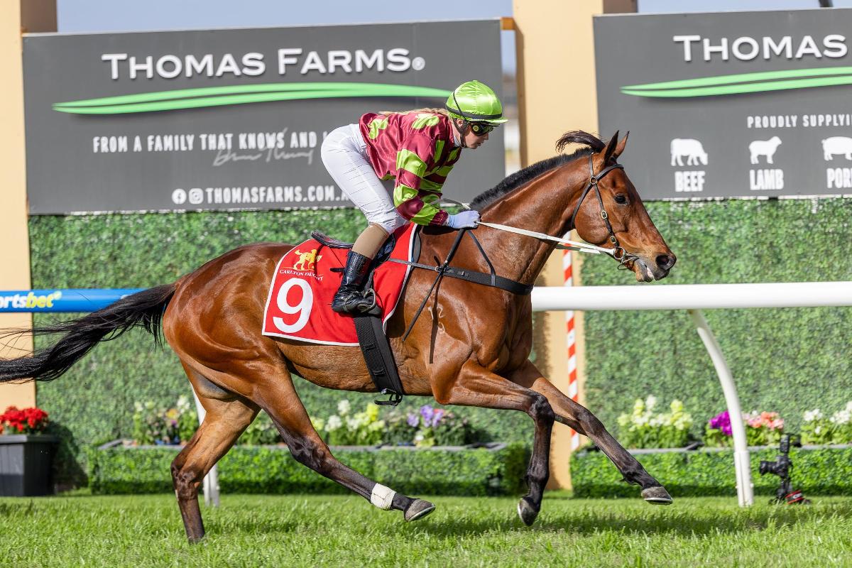 Tasmanian gelding lands Murray Bridge Gold Cup